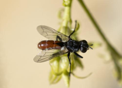 Réf. 358 531 : Cylindromyia bicolor